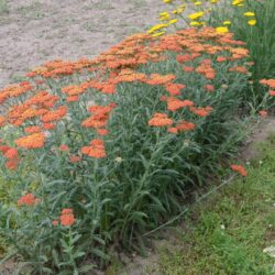 Achillea filipendulina 'Walter Funcke'