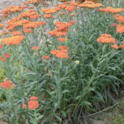 Achillea filipendulina 'Walter Funcke'