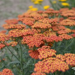 Achillea filipendulina 'Walter Funcke'