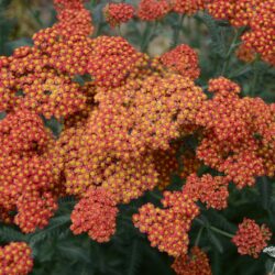 Achillea filipendulina 'Walter Funcke'