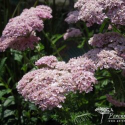 Achillea millefolium Apple Blossom