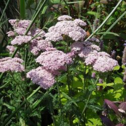 Achillea millefolium Apple Blossom