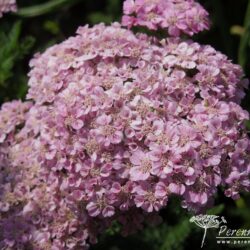 Achillea millefolium Apple Blossom