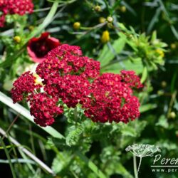 Achillea millefolium Red Velvet