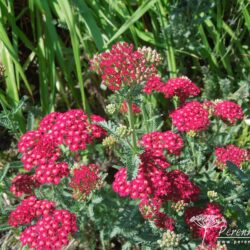 Achillea millefolium Red Velvet