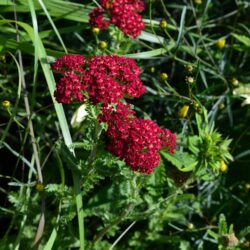 Achillea millefolium Red Velvet