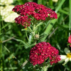 Achillea millefolium Red Velvet