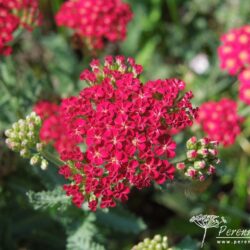 Achillea millefolium Red Velvet