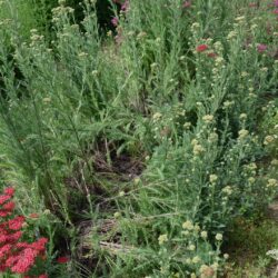 Achillea millefolium 'Red Velvet'