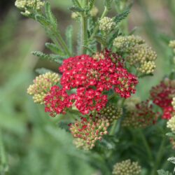 Achillea millefolium 'Red Velvet'