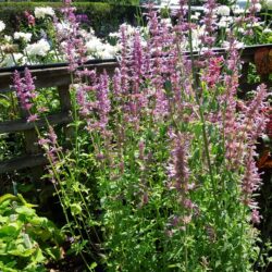 Agastache Arcado Pink