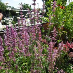 Agastache Arcado Pink