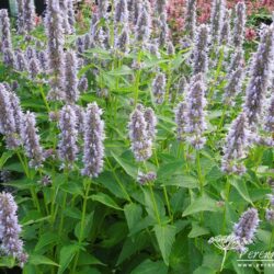 Agastache Blue Fortune