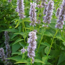 Agastache Blue Fortune