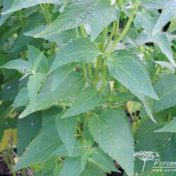 Agastache Blue Fortune