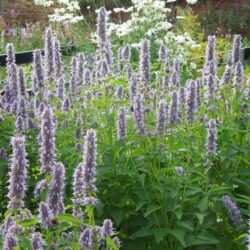 Agastache Blue Fortune