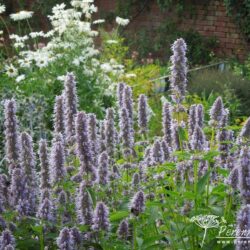 Agastache Blue Fortune