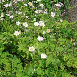 Anemone hupehensis