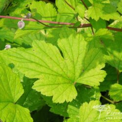 Anemone hupehensis