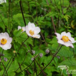 Anemone hupehensis