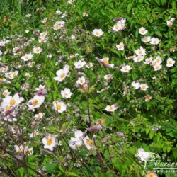 Anemone hupehensis