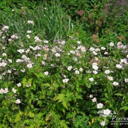 Anemone hupehensis