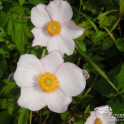 Anemone hupehensis