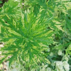 Artemisia vulgaris Oriental Limelight