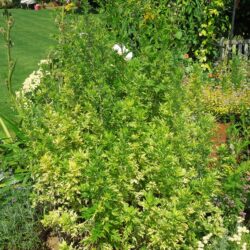 Artemisia vulgaris Oriental Limelight