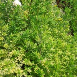 Artemisia vulgaris Oriental Limelight