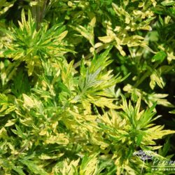 Artemisia vulgaris Oriental Limelight