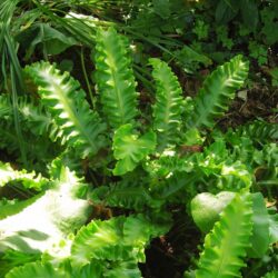 Asplenium scolopendrium Crispum Group