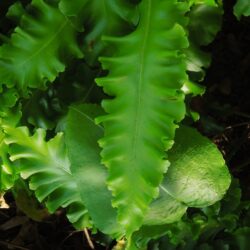 Asplenium scolopendrium Crispum Group