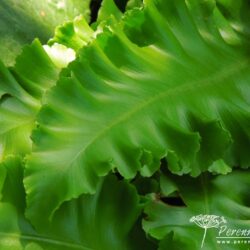 Asplenium scolopendrium Crispum Group