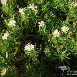 Aster ageratoides Adustus Nanus