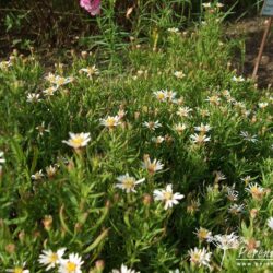 Aster ageratoides Adustus Nanus