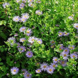 Aster frikartii Monch