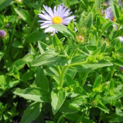 Aster frikartii Monch