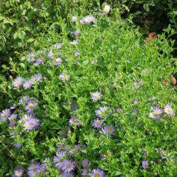 Aster frikartii Monch