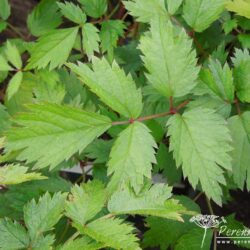 Astilbe chinensis