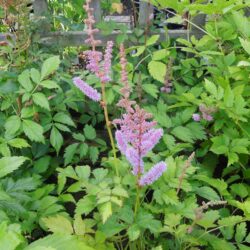 Astilbe chinensis