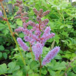 Astilbe chinensis