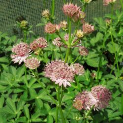 Astrantia Roma