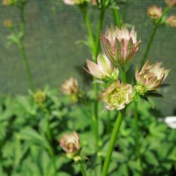 Astrantia Roma