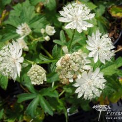 Astrantia Superstar