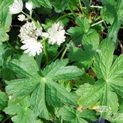 Astrantia Superstar