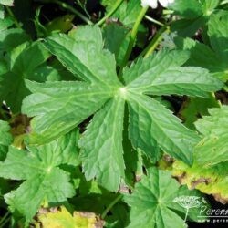 Astrantia Superstar