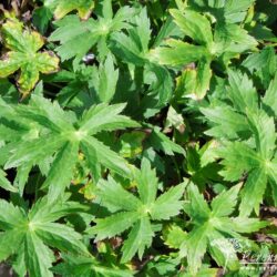 Astrantia major Hadspen Blood