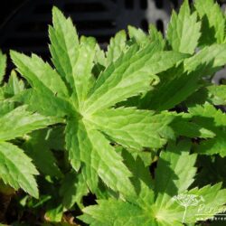 Astrantia major Hadspen Blood