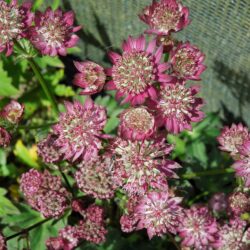 Astrantia major Hadspen Blood